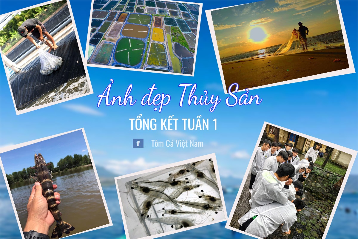 Ảnh Đẹp Thủy Sản